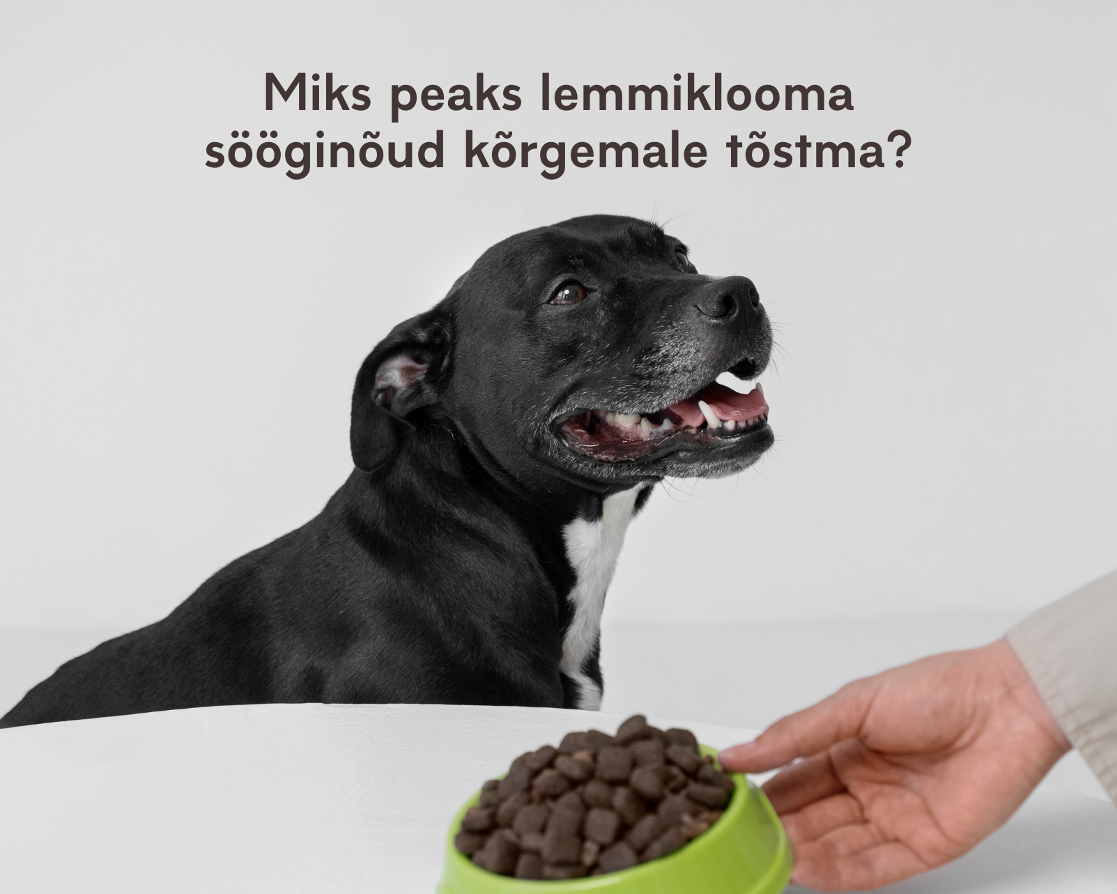 lemmiklooma sööginõud